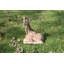 Statue giraffe de ponte