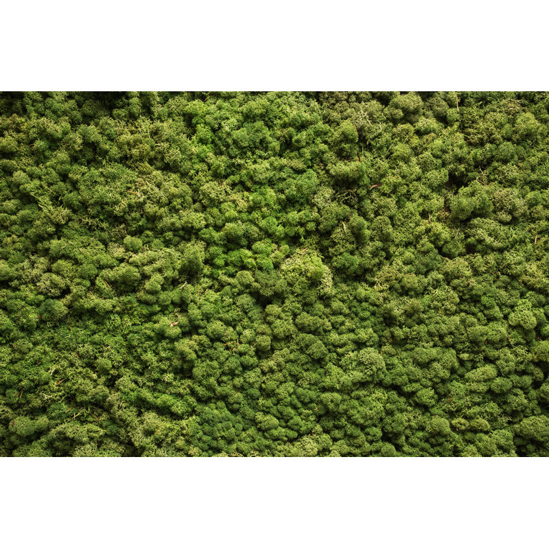 Moss Texture - Wrapped Canvas Print, 30cm H x 46cm W