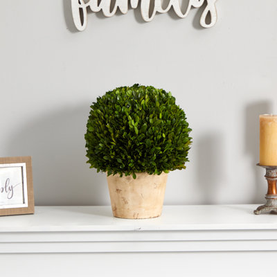 15'' Boxwood Plant in Ceramic Planter