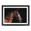 Horse Portrait - Picture Frame Painting Print-56712037-56712038