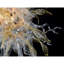 Lustre jaune sarcelle Alan Mizrahi-673052848-711241265-711241269
