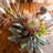 Dahlia Arrangement