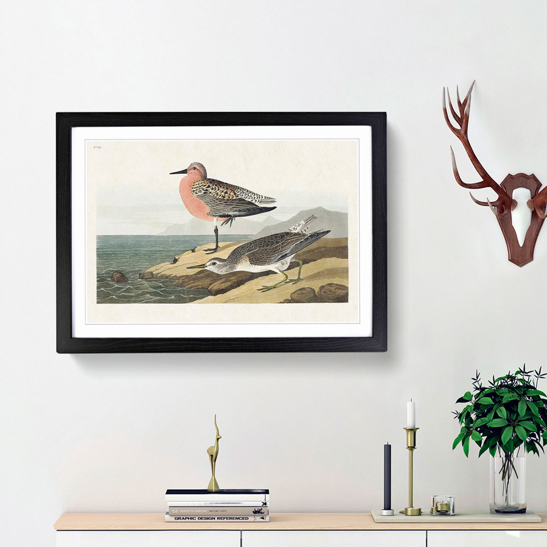 Red-Breasted Sandpiper by John James Audubon - Picture Frame Painting Print