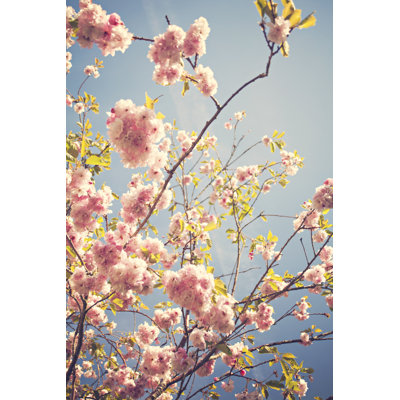 Cherry Blossoms - Wrapped Canvas Print