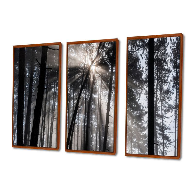 Rayons de soleil à travers la forêt blanche noire - ensemble d'art mural sur toile encadré forêt, H 32 po x l 48 po, Brown