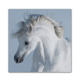 Stallion Print