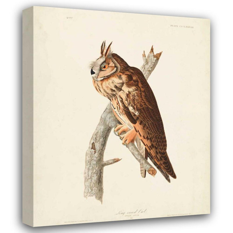 «Millwood Pines Audubon, John James Gallery», reproduction d'art sur toile tendue: Pl 383