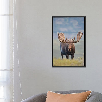 " Bull Moose On The Tundra, Denali National Park & Preserve, Alaska, USA " by Hugh Rose