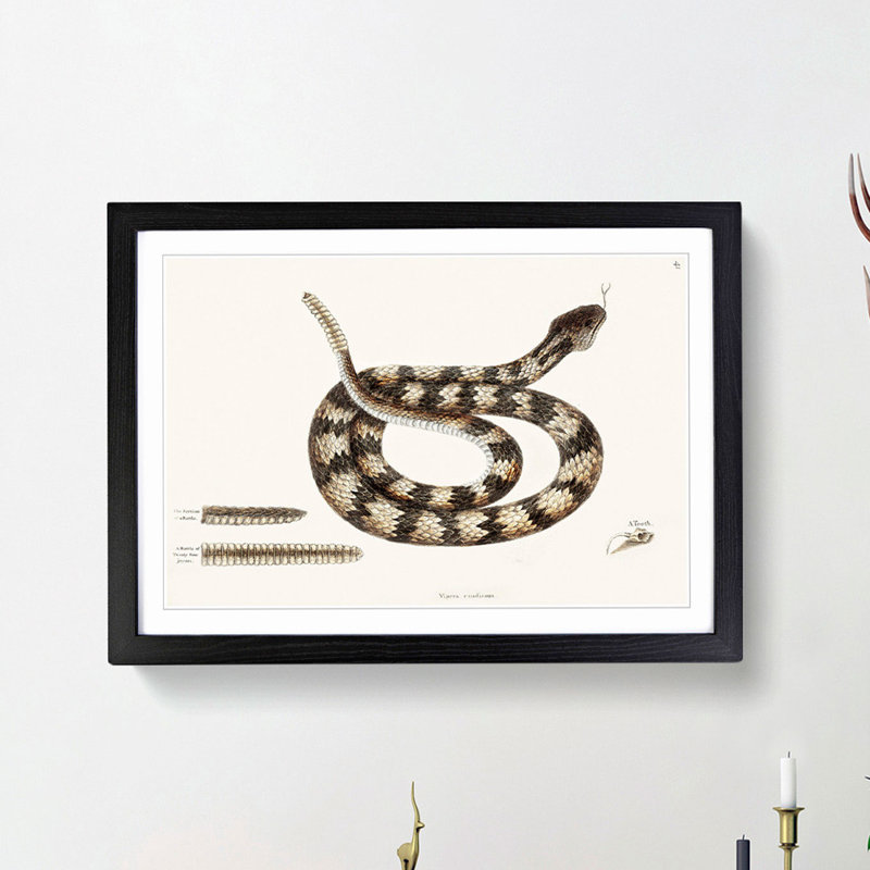 Rattlesnake by Mark Catesby - Picture Frame Painting Print, 48cm H x 65cm W x 2cm D, Black Framed