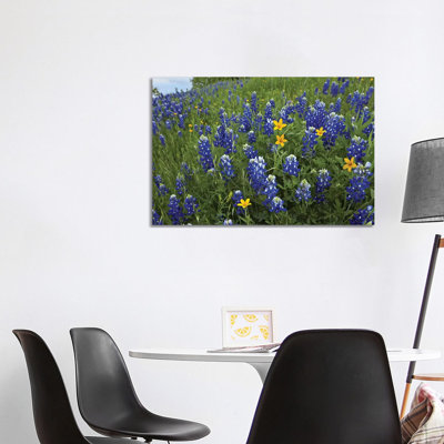 Bluebonnet and Texas Yellowstar Meadow, Cedar Hill State Park, Texas 1 Piece Wrapped Canvas Wall Art