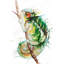 Aquarelle caméléon - toile de reptile verte