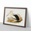 Australian Pelican by Elizabeth Gould - Single Picture Frame Painting-55456828-55456833