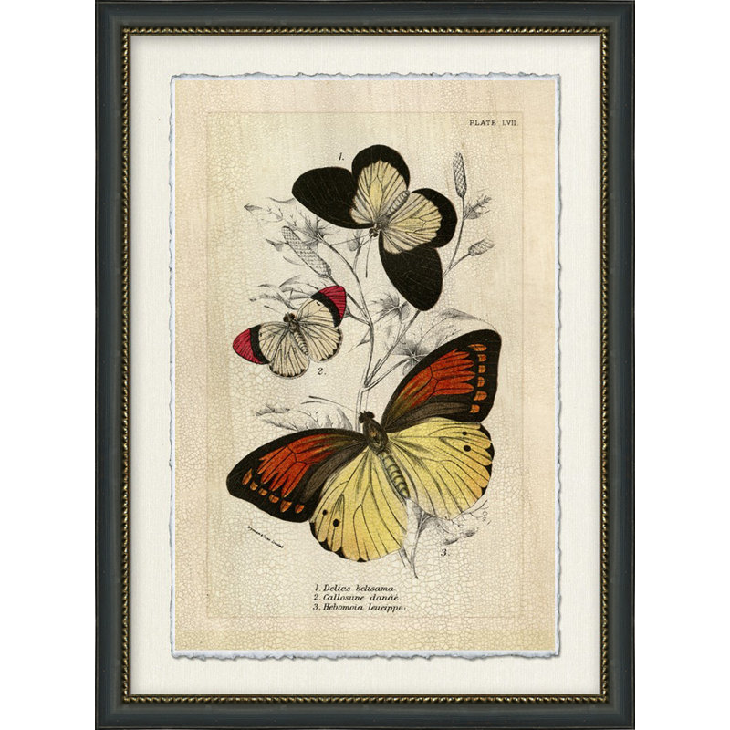 Crackled Jardine Butterfly II Print