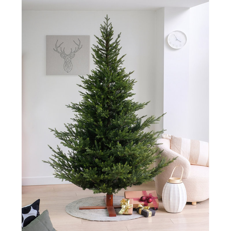 Sami Mountain Spruce Wood DB Base pre-shaped, 7.48 ft