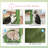 Cactus Hammock Cat Tree Scratching Board