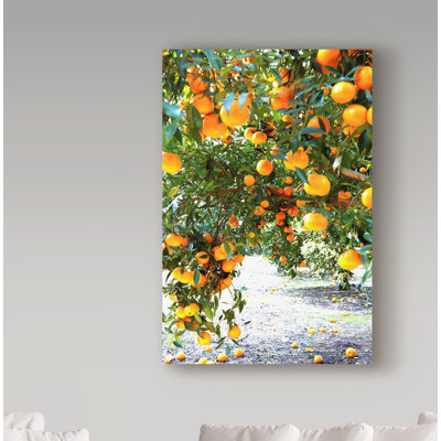 Yareny 'Orange Trees' Photographic Print on Wrapped Canvas