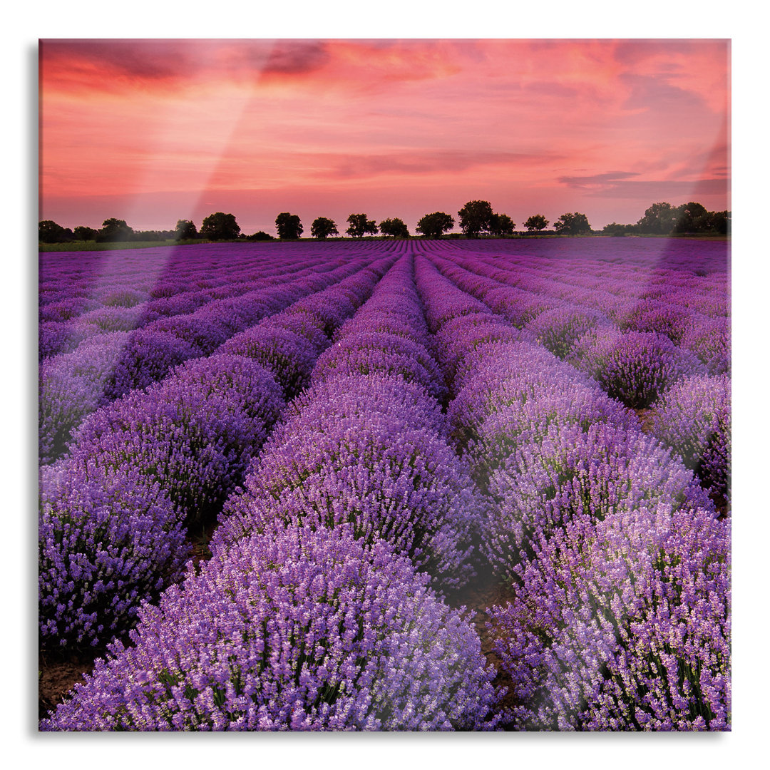 Glasbild Schöner Lavendel in der Provence