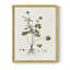 «Buttercup Study», reproduction encadrée - bois massif-1940216330-1940216334