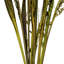 Bahia Spears Plant-447569139