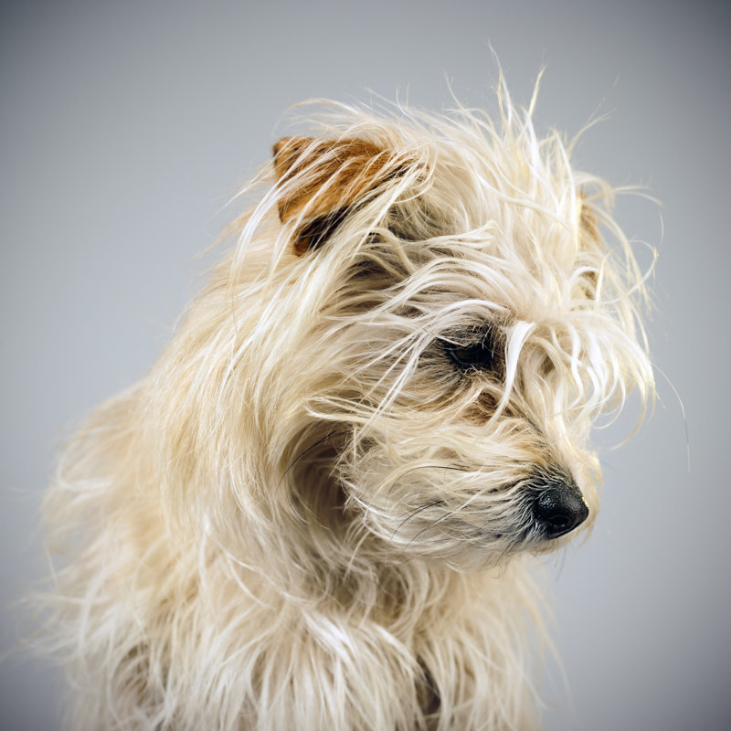 Mixed Breed Dog Portrait - Wrapped Canvas Print, 51cm H x 51cm W x 3.8cm D