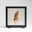 Genuine Mosasaurus Tooth In Display Case (38 Grams)