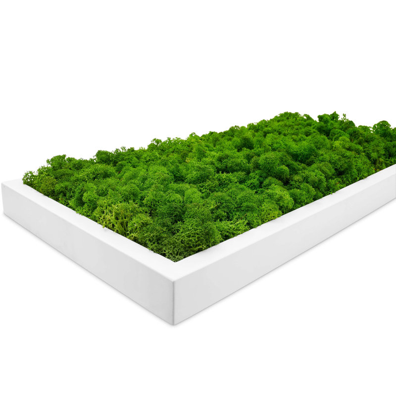 Moss Picture Reindeer Moss, White