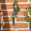 30cm Plant