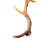 Real Fallow Deer Antler Set