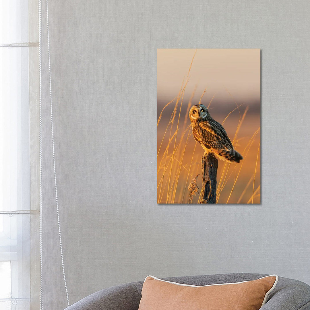 Short-Eared Owl Perched On Fence Post, Prairie Ridge State Natural Area, Marion County, Illinois. von Richard & Susan Da...