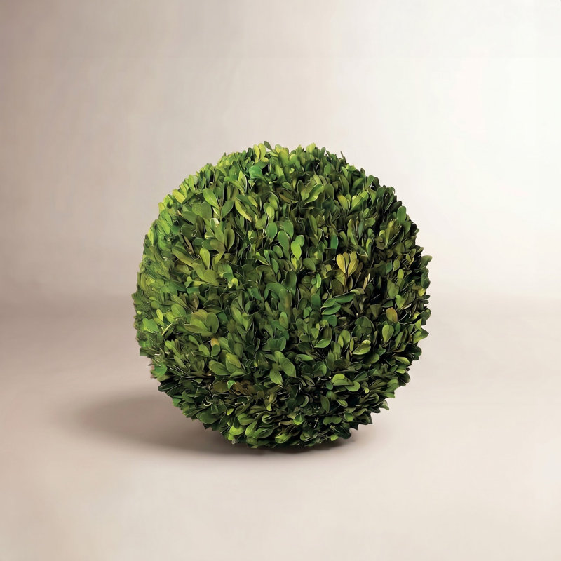 Preserved Greens Topiary, Hedge Plant in, 16" H x 16" W x 16" D 