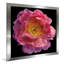 Floral majestueux II - photographie-955685977-955685969