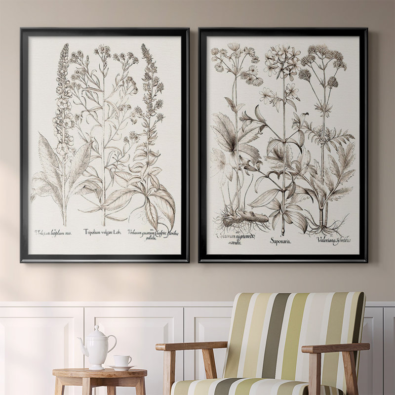 Sépia Besler Botanicals IX - ensemble de 2 reproductions d'art sur toile encadrées, H 24,5 po x l 37 po x P 1,25 po, Noir