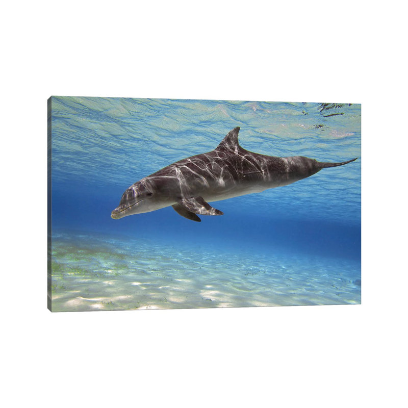 A Bottlenose Dolphin Swimming In The Barrier Reef, Grand Cayman by Amanda Nicholls - Wrapped Canvas Print