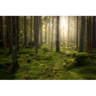" Green Mossy Forest "