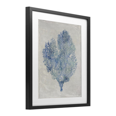 Corail, algues