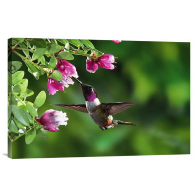 " Magenta-Throated Woodstar Hummingbird "