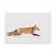 « red fox », reproduction de photo sur toile tendue-30313599