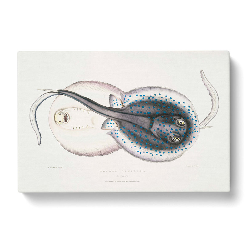 Trygon Stingray Illustration by John Edward Gray - Wrapped Canvas Painting, 35cm H x 50cm W x 3cm D