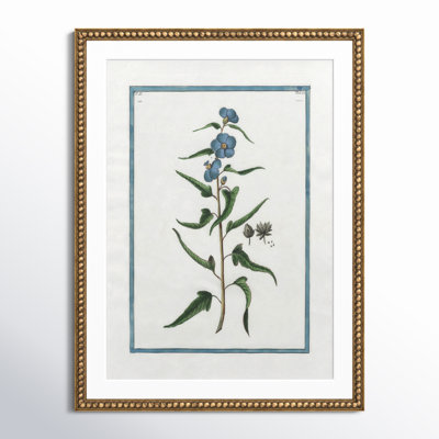 Shabby Elegance Botanical I - Framed Art Full Bleed
