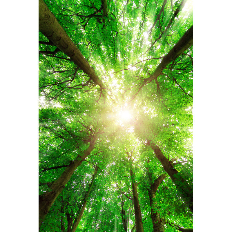 Canopy Sunburst - Wrapped Canvas Print, 46cm H x 30cm W x 3.8cm D