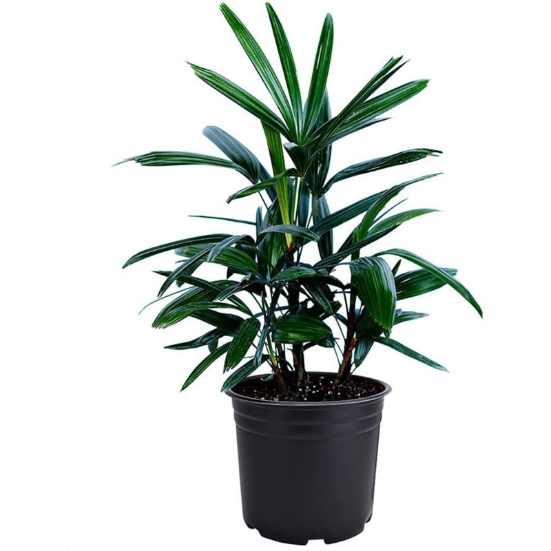 Pet Friendly American Plant Exchange Lady Palm Tree, 6-Inch Pot, Cold-Hardy Live Plant, Bright Light Houseplant for Home and Office