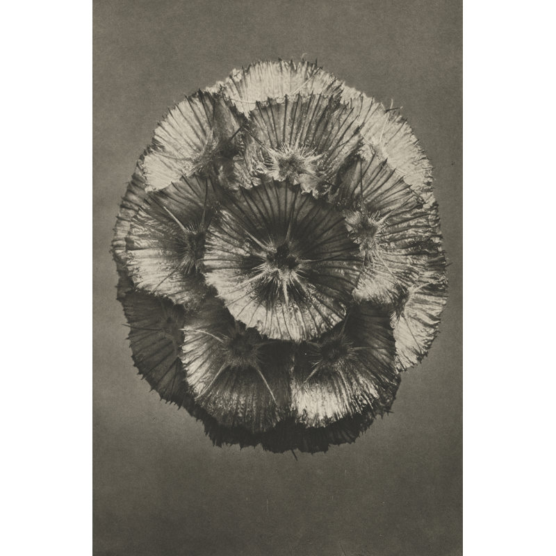 Blossfeldt Flower III by Karl Blossfeldt - Photograph Print, 122 cm H x 81 cm W, Black Floater Framed