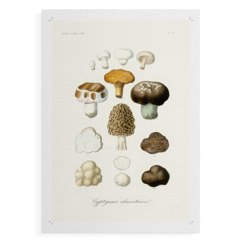 Fruit & Vegetable Varieties IV -Canvas Print Only - NOT FRAMED