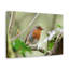 No Frame Print on Canvas-925176172