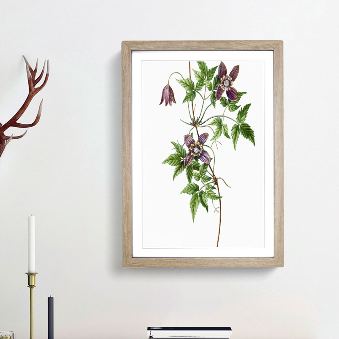 Alpine Clematis Flowers by Pierre-Joseph Redoute - Single Picture Frame Painting