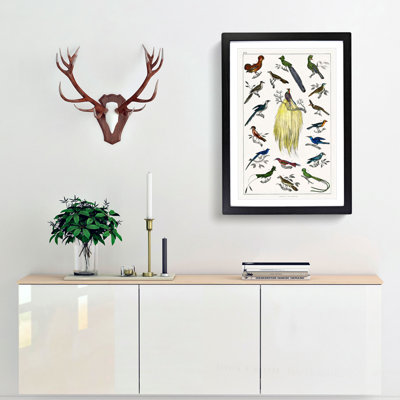 Assortment of Birds XXII 1 Piece Single Picture Frame Painting