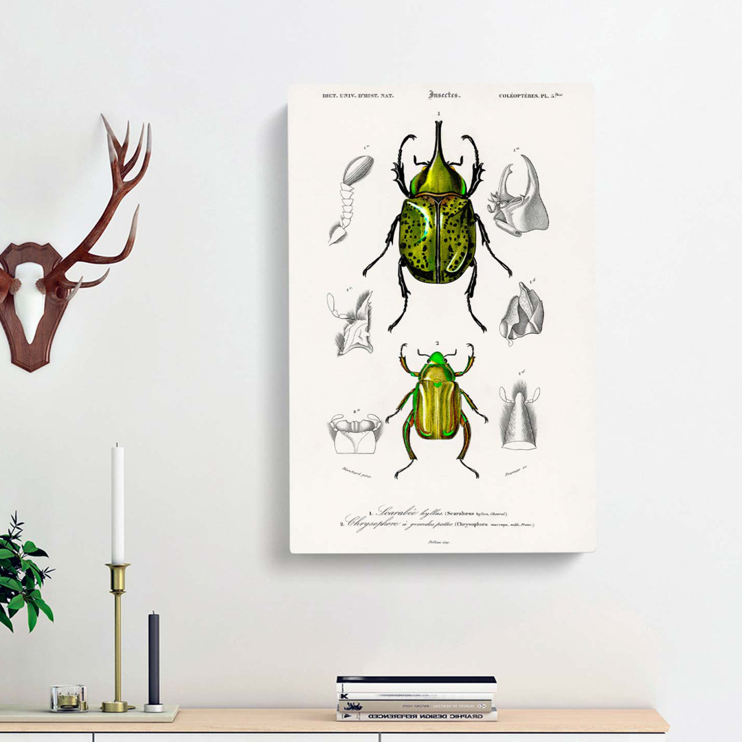 Beetle Illustrations PL 5 by Charles D Orbigny - Wrapped Canvas