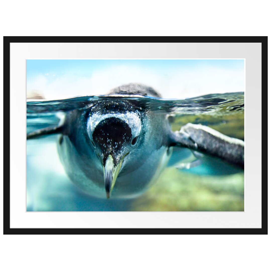 Gerahmtes Poster Pinguin im Wasser