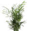 Live Parlor Palm Plant in Gold Pots