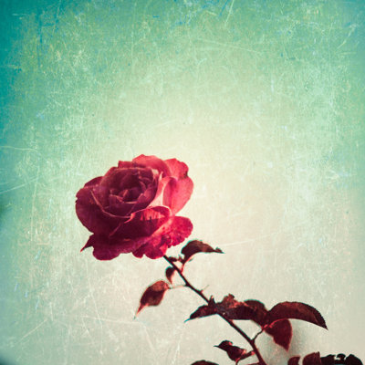 Textured Rose by Andreka - Wrapped Canvas Print